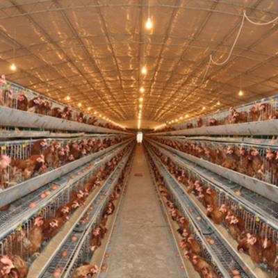 China Poultry Farm Low Cost Design Steel Structure Poultry Egg Chicken Farm Pier Building House for sale