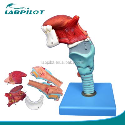 China Deluxe Detailed Anatomy Structures Larynx Model with Tongue and Teeth, Throat Anatomical Model for sale