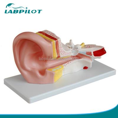 China Middle Ear Enlarged Human Middle Ear Model Model, Ear Anatomical Model for sale