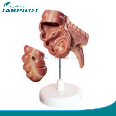 China Human cecum and appendix anatomy detailed structures medical model, human anatomy model for sale