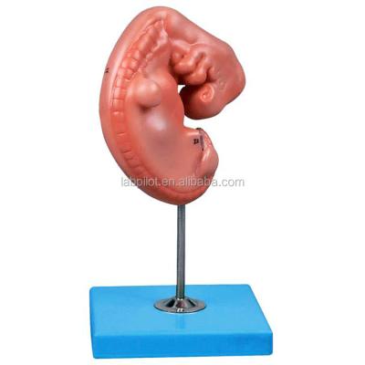 China Human Embryo Model embryo anatomical model four week embryo anatomical model for sale