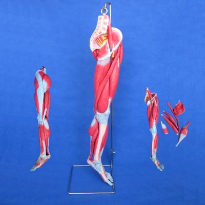 China Detailed anatomy structures hanging type leg, vessels, nerves and muscle anatomy model for sale