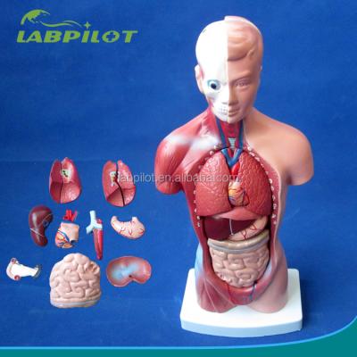 China Mini Human Torso Mini Torso Model for Anatomy Teaching, 26cm Torso Model for sale