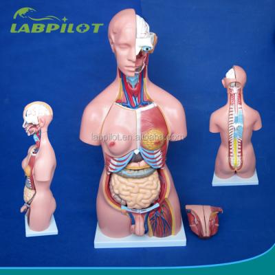 China Vivid Torso Model 23 Parts 85cm Male And Female Torso Model With Female Breast Wall, Head And Torso Dummy for sale