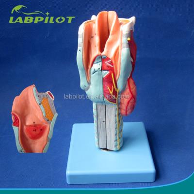 China High quality detachable larynx model of detailed anatomy structures with 33 anatomy marks for sale