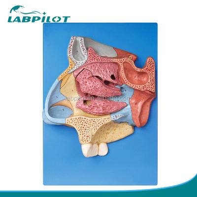 China High Quality Nasal cavity model model side wall of nasal fossa, nose anatomy model for sale