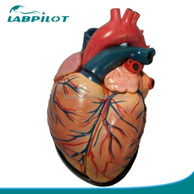 China Heart Anatomical Model 4 Times 3 Part Educational Human Anatomical Organs Model Heart Model for sale