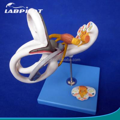 China Detailed Anatomy Structures Human Ear 3d Medical Biological Model For Teaching Maze Anatomy for sale