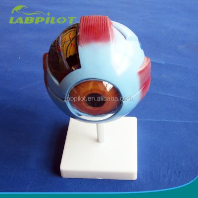 China Detailed Anatomy Structures 8 Parts Eye Detachable Anatomy Model, School Teaching Biological Eye Model for sale