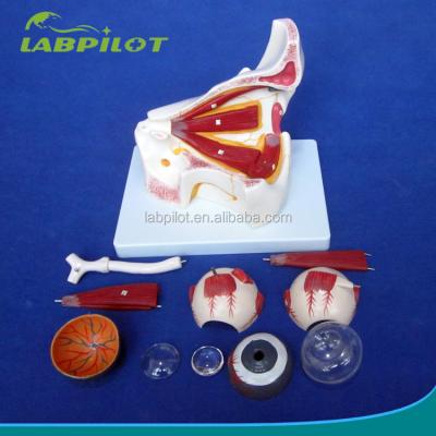 China 10 Parts Detailed Anatomy Structures Eye Model for Anatomy Teaching, Medical Educational Eye Model for sale