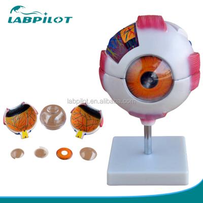 China Detailed Anatomy Structures 8 Parts Detachable Giant Eye Model, Medical Eye Anatomical Model for sale