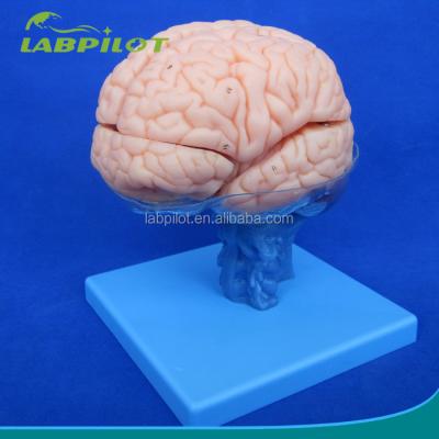 China Detailed Anatomy Structures 15 Pieces Brain Model With Artery Anatomy Teaching Medical Model for sale