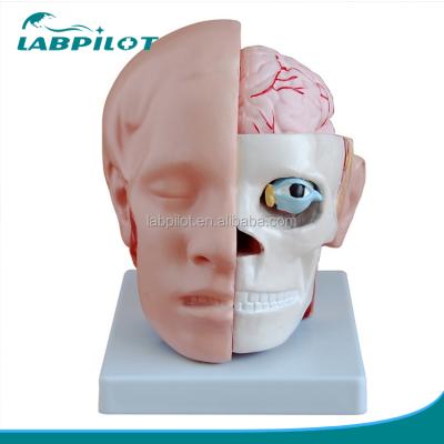 China head and brain vivid model 10 parts brain with arteries on head model, half head and Brain Anatomy model for sale