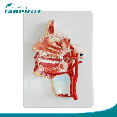 China Detailed Main Structures Anatomical Anatomy Head and Face Model, Midline Saggital Face Model for sale