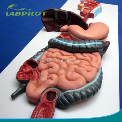 China Detailed Anatomy Structures 3D Human Gastrointestinal System Anatomy Model for sale