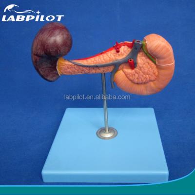 China Detailed anatomy structures human pancreas with spleen and duodenum model for sale