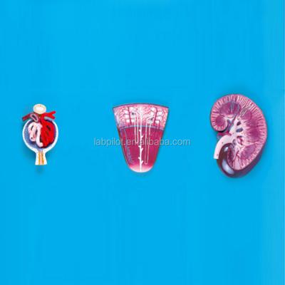 China Detailed anatomy structures Sectioned Kidney, Nephron and Glomerulus Anatomical Model Kidney Model for sale