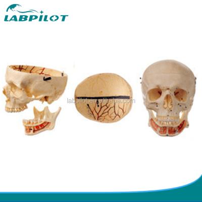 China Detachable in 3 parts adult skull with colored veins and artery, 3D human skull model with nerves for sale