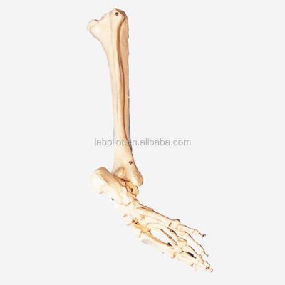 China Detailed Model Anatomy and Shinbone Structures Fibula, Foot Fibula and Tibia Model for sale