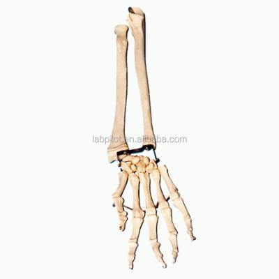 China Detailed anatomy structures palm bone with radius and ulna model, elbow bone model for sale