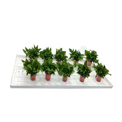 China Growing Greenhouse Seedling Vacuum Forming Custom 2x4 3x6 4x6 Hydroponic Indoor Farm Grow Table ABS Flood Trays for sale