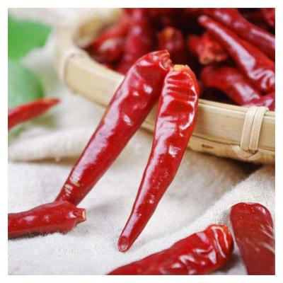 China Hot and Spicy Premium Quality Red Chilli from Natural Medium Dry for sale