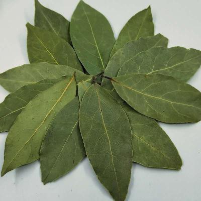 China Large dry source of production, wholesale high quality seasoning bay leaf hand-selected for sale