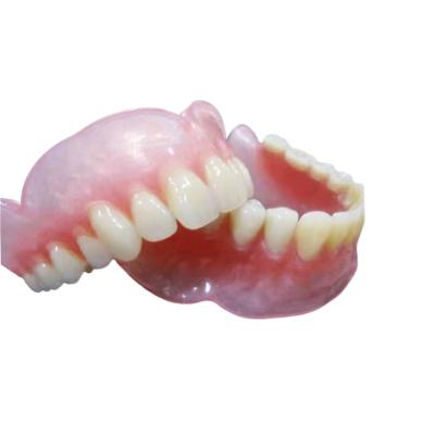 China Dental Regional Hot Selling Denture Tooth Higher Quality Model For Sale for sale