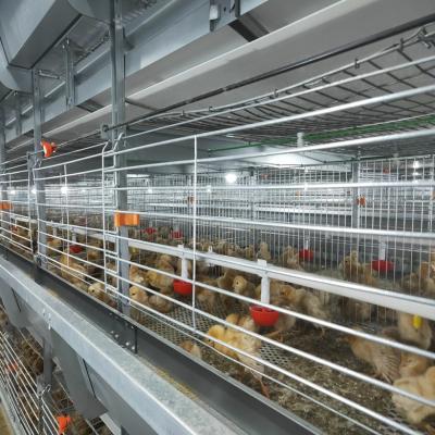 China Full Automatic Broiler Raising Chicken Cages Automatic Feeding And Drinking System H Type Chicken Broiler Cage Price for sale