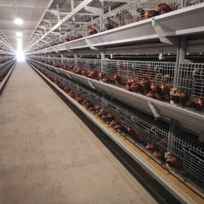 China Full Automatic Chicken Layer Cages H Type Poultry Farm Commercial Chicken Cage For Layer Chicken for sale