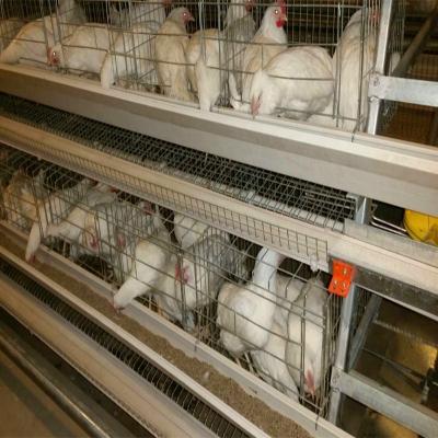 China Fully Automatic Galvanized Type A Type Chicken Layer Cage for sale