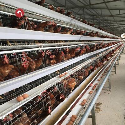 China Good quality automatic design cage rearing chicken broiler cage/chicken breeding cage for sale