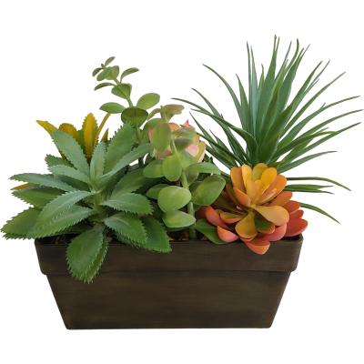 China Eco - Friendly Home Gardening Succulent Potted Plants for sale