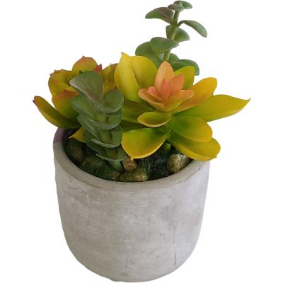 China Eco - Friendly Home Gardening Fleshy Potted Plants for sale