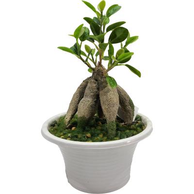 China 35CM eco-friendly ginseng and banyan tree bonsai for sale