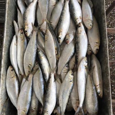 China Export high quantity JELLY frozen live sardine fish on sale for sale