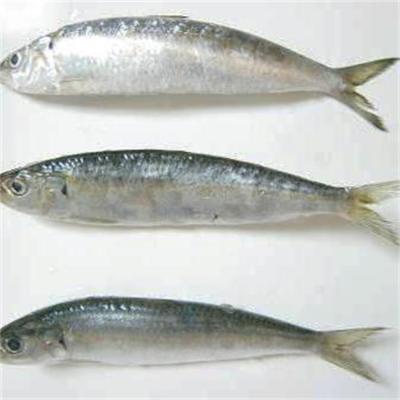 China Good Quality FROZEN Fresh Seafood Frozen Sardine Bait for sale