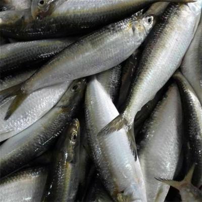 China FROZEN high quality fresh frozen whole sardine for sale for sale