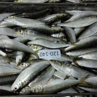 China Cheap Price Sardine Fish Delicious Frozen Fish FROZEN for sale