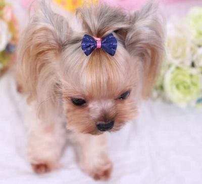 China Lovely Sustainable Patterns Dog Cat Ribbon Headdress Bowknot Hairpin Pet Clip Dog Bow for sale