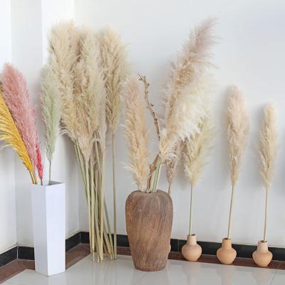 China Eco-friendly Natural Gift Preserved Flower Wedding Dried Decorative Artificial Pampas Grass Plant Tubular Dry Flower for sale