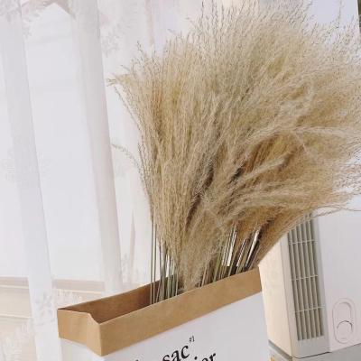 China Plant Bouquet Eco-friendly Artificial Pampas Grass Reed Preserved Wedding Decor Bleached Fale Cheap Pampas Grass for sale