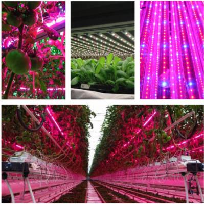 China T8 4 pies hidropónico llevado crecen las luces para las verduras/flor, entrada de AC85-265V en venta