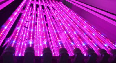 China 1200mm Hydroponic Led Grow Light Tube For Vertical Farm , Water Resistance for sale