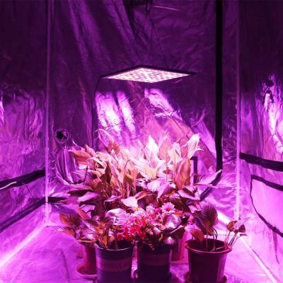 중국 Hydroponic LED 식물은 가볍게, 300W 온실을 위한 가득 차있는 스펙트럼 램프 성장합니다 판매용