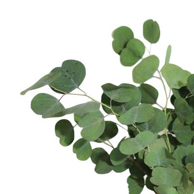 China Events Decoration Preserved Eucalyptus Leaves To Wedding Table Decoration Real Green Touch Branches Apple Leaves Yunnan Wholesale for sale