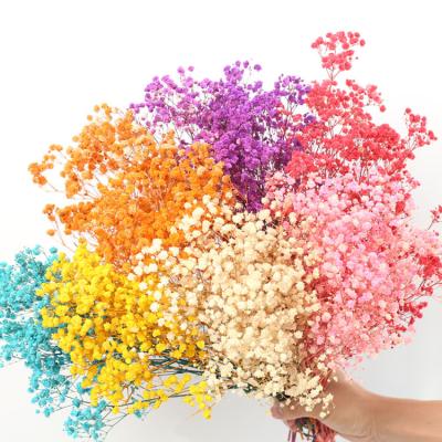 China Natural Flower/Plant Gypsophila Baby's Breath 30g Bouquet Preserved Natural Real Flowers Flowers For Wedding Or House Decoration for sale