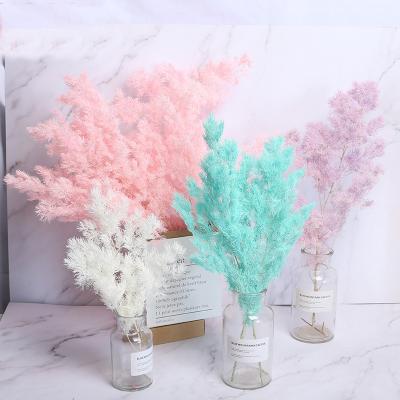 China Preserved Flower Asparagus Myrioeladus Penglai Pine Preserved Fresh Flower Everlasting Flower For Home Christmas Decorations for sale