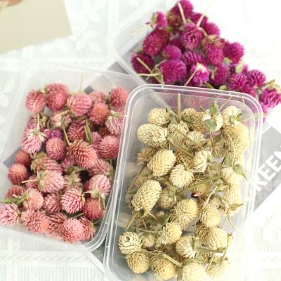 China Outdoor Indoor Decoration Dried Flowers Flower Box Flos Gomphrenae Globe Amaranth Globosa Gomphrena Home Decoration Handwork Production for sale