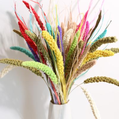 China Natural Dried Flower/Plant Dried Millet Flower Grass Seeds Colorful Dried Phalaris Yunnan Wholesale Dried Colorful Natural Plant Flower for sale